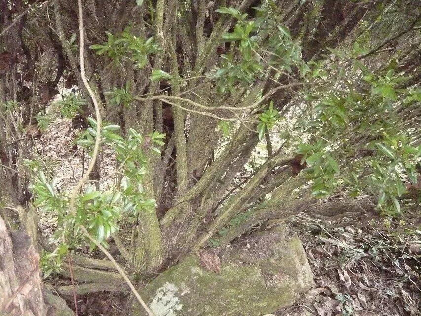 三棵針苗木種子