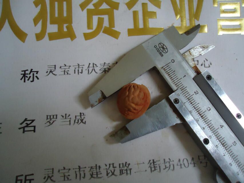 桃胡 毛桃胡種子
