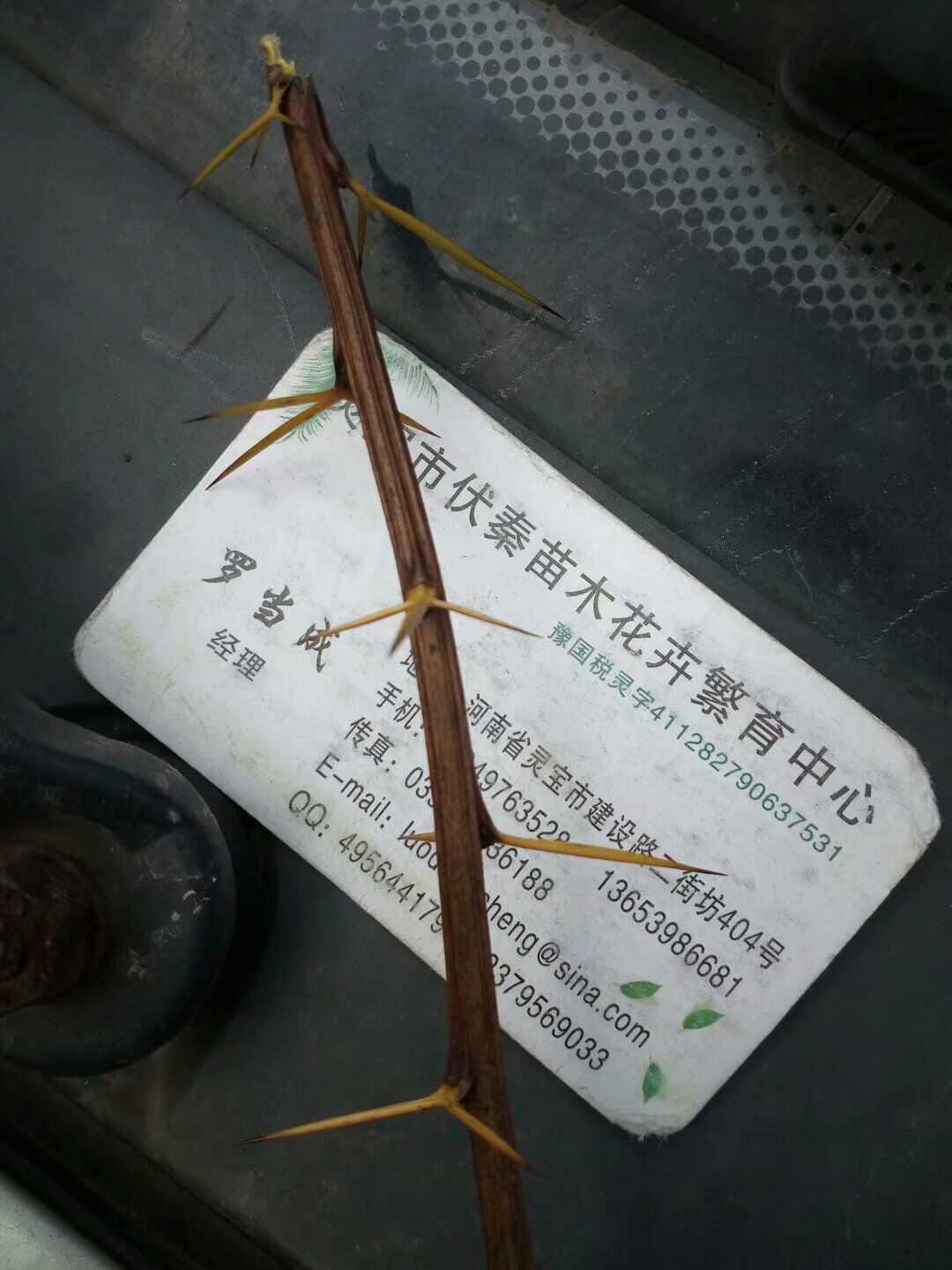 三棵針苗木種子