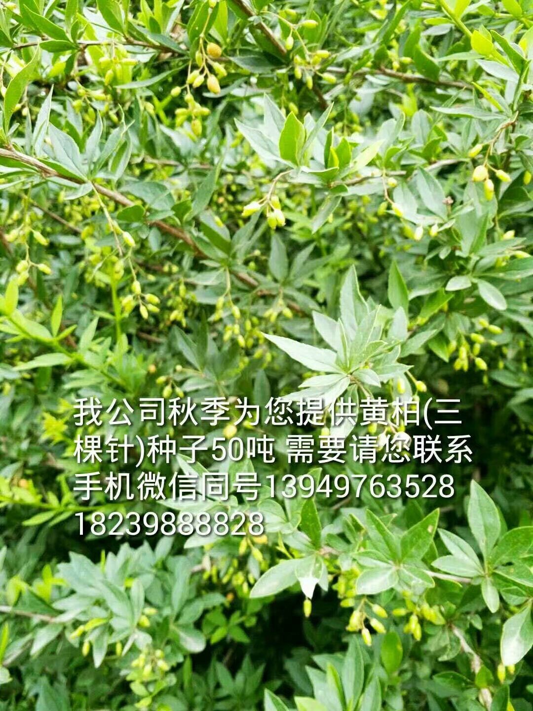 三棵針苗木種子