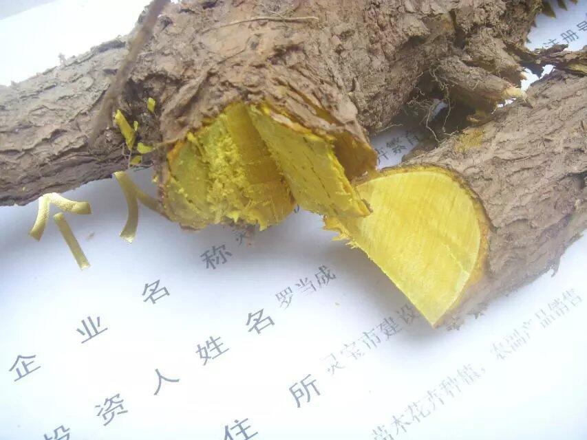 三棵針苗木種子