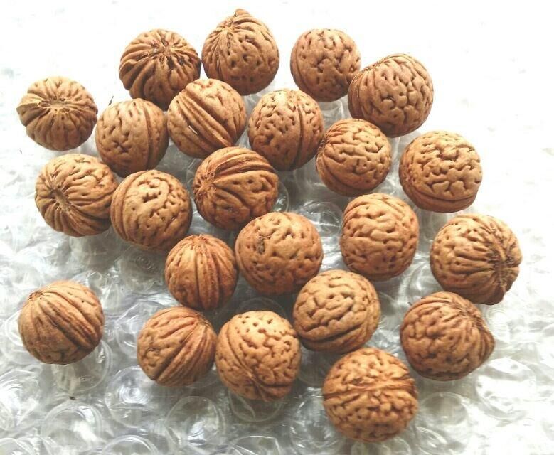 桃胡 毛桃胡種子