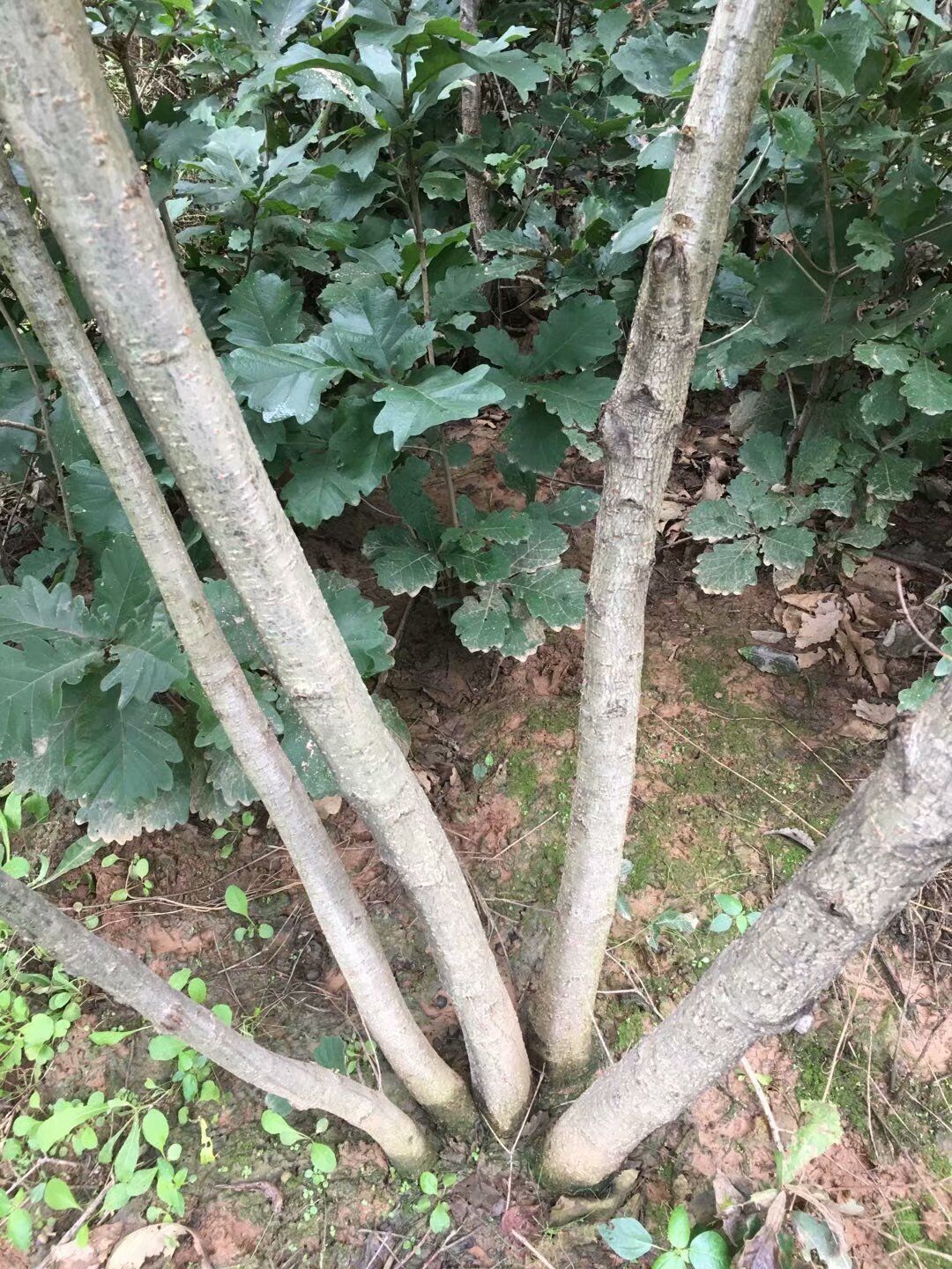 蒙古櫟叢生苗