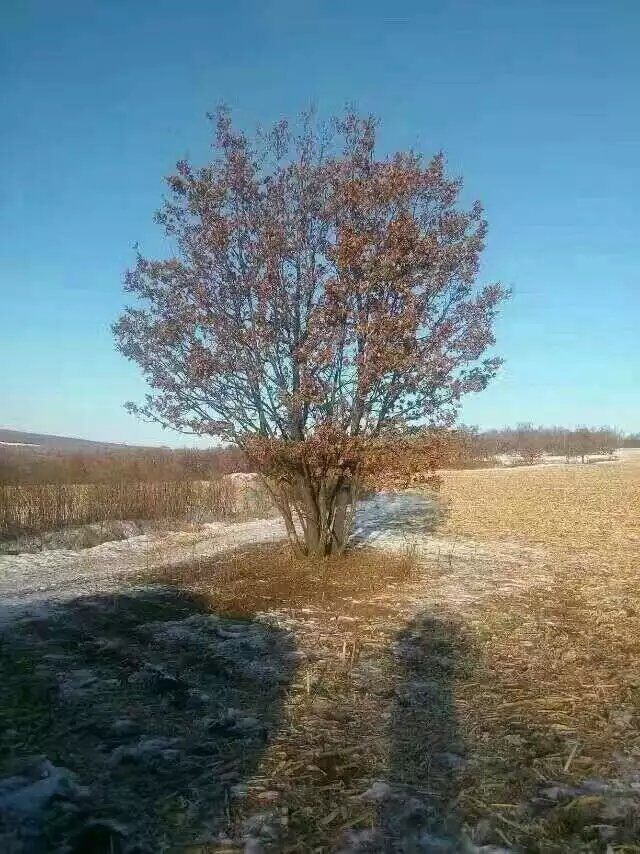 蒙古櫟叢生苗 