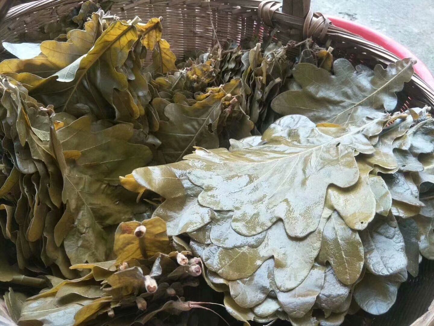 槲樹(shù)苗木