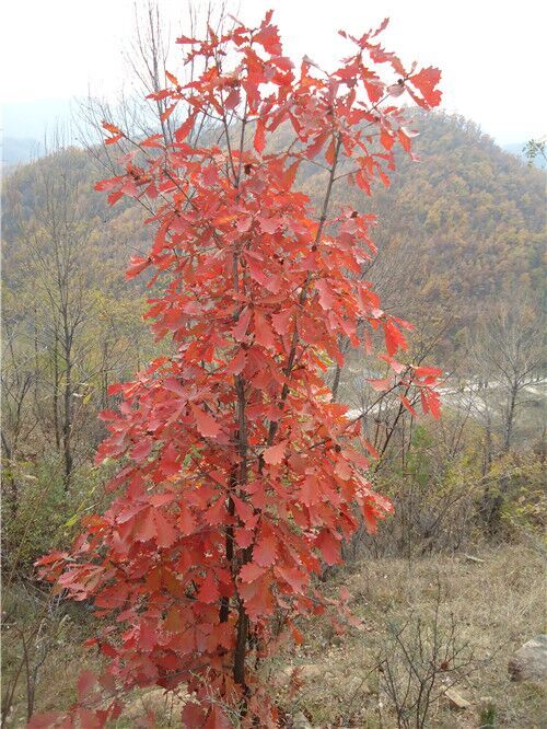槲樹(shù)苗木
