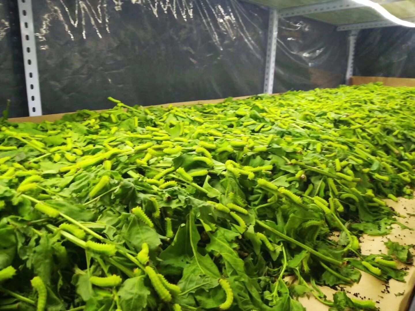 各種櫟樹葉養柞蠶
