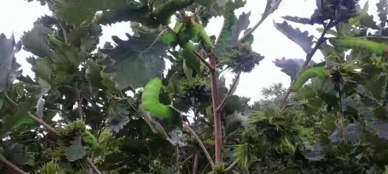 各種櫟樹葉養柞蠶
