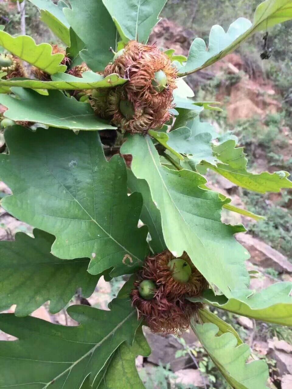 槲樹(shù)苗木