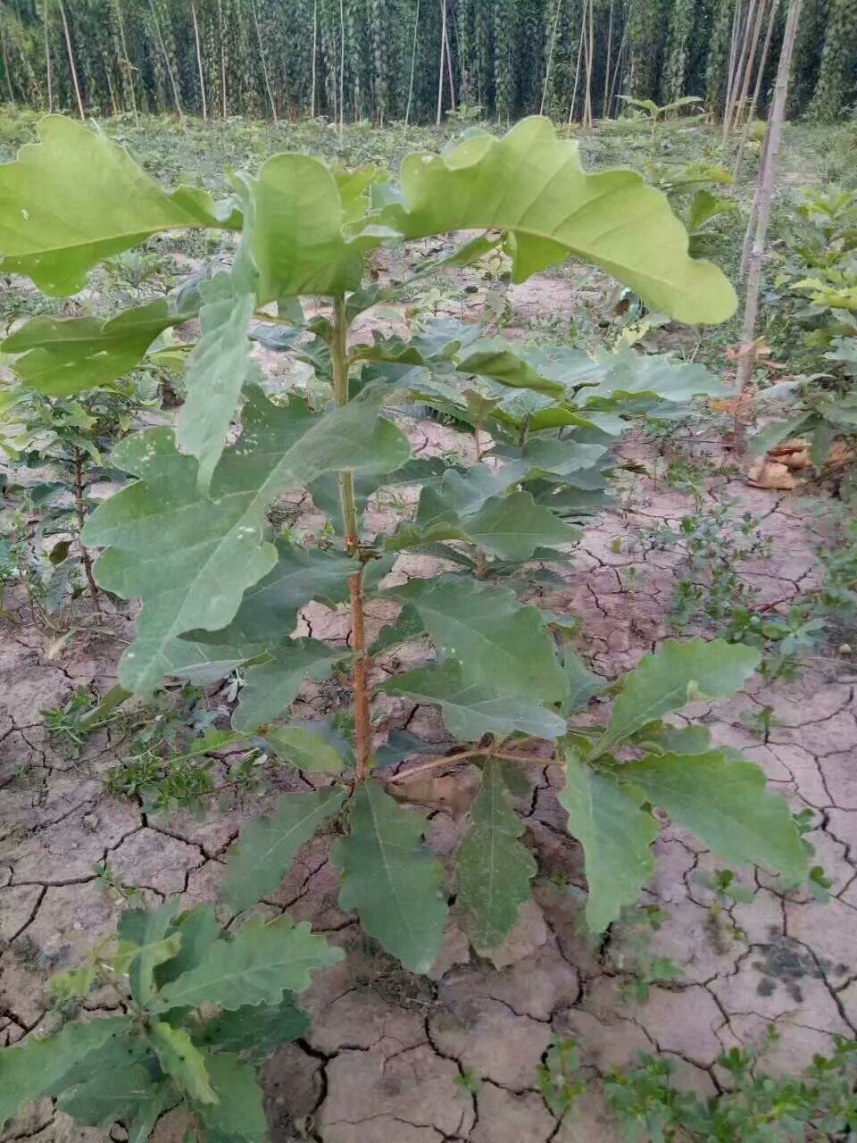 槲樹(shù)苗木