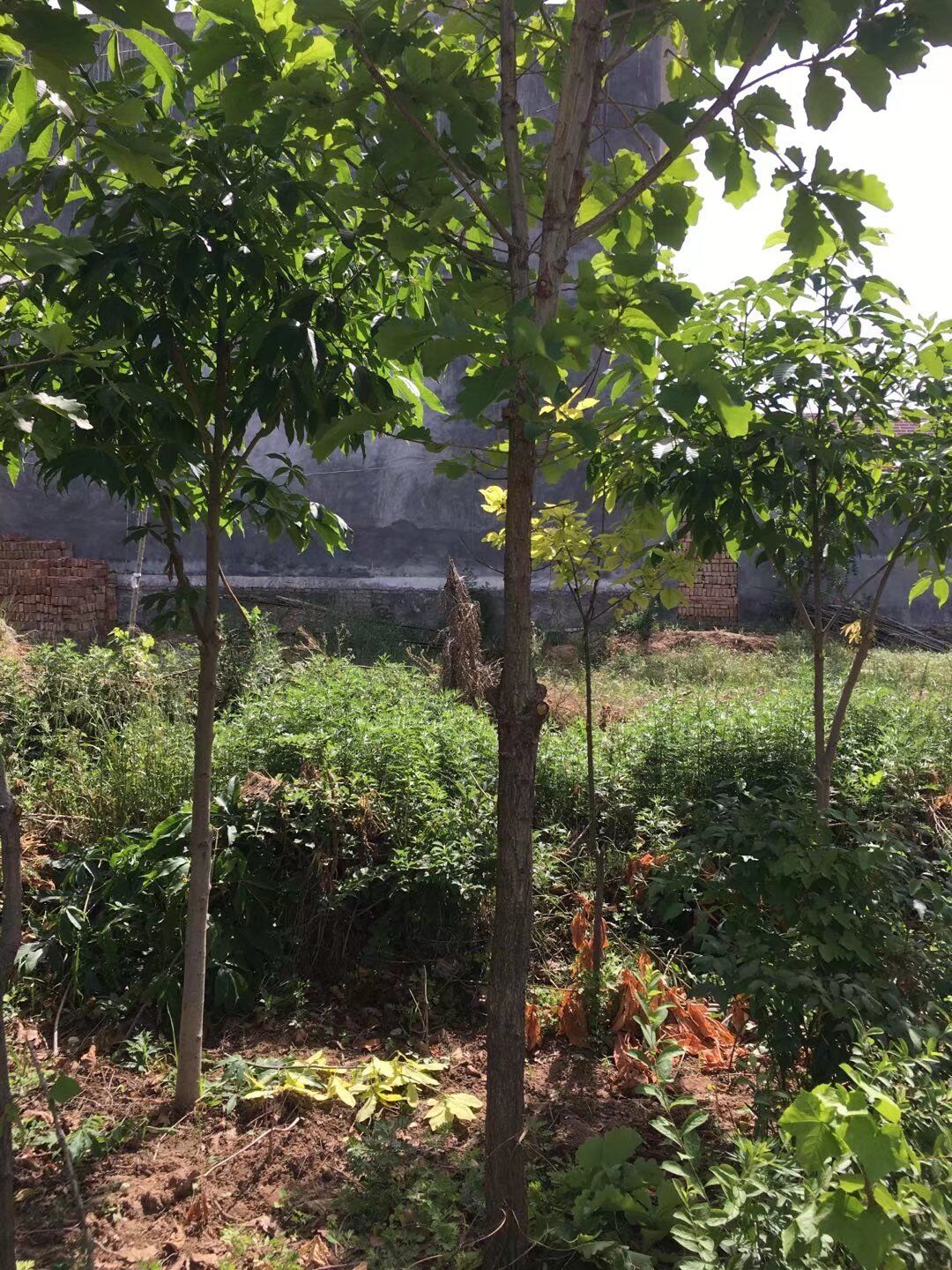 槲樹(shù)苗木