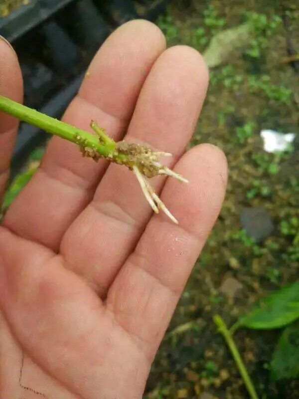 連翹苗木種子