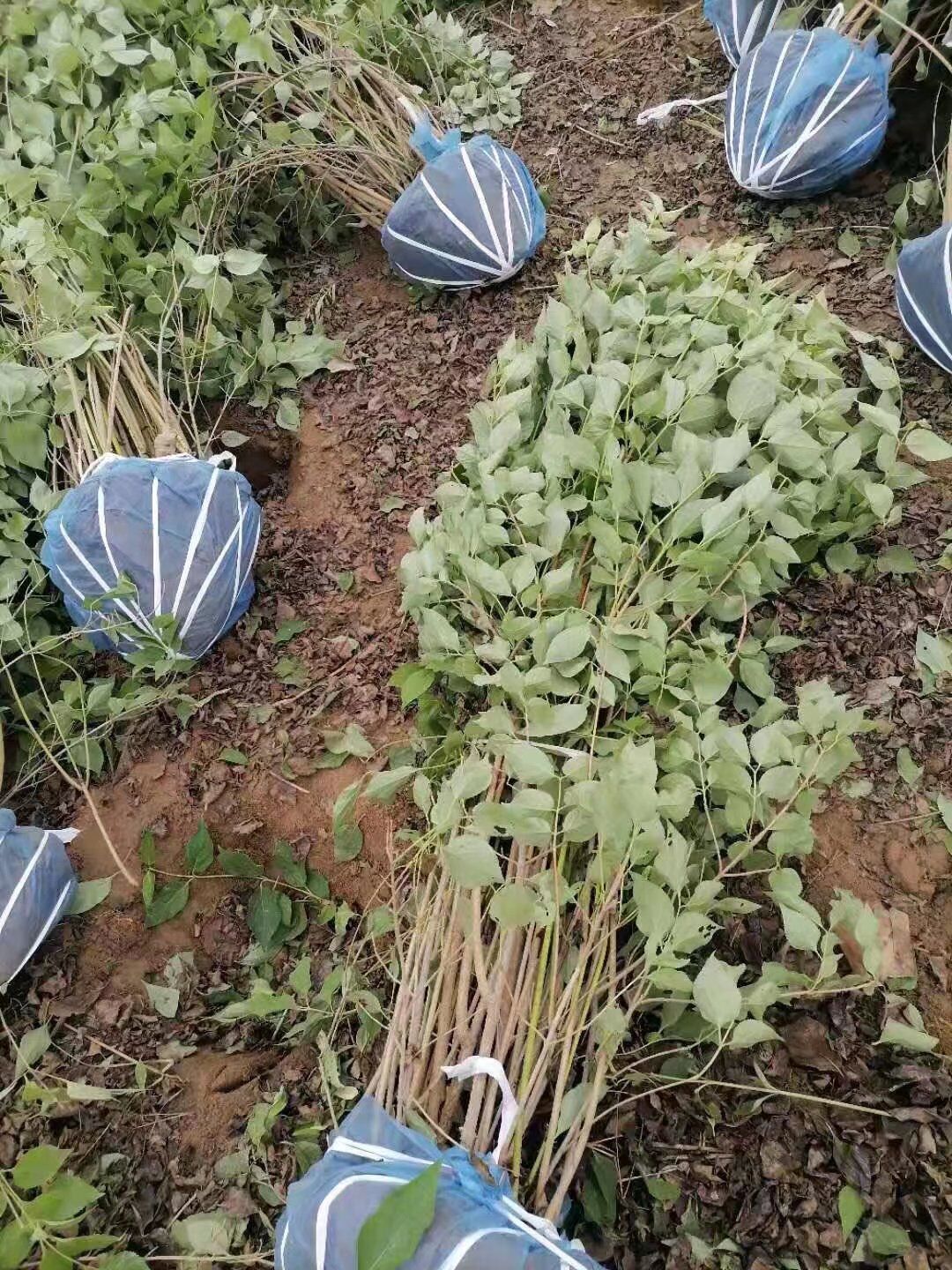 連翹苗木種子