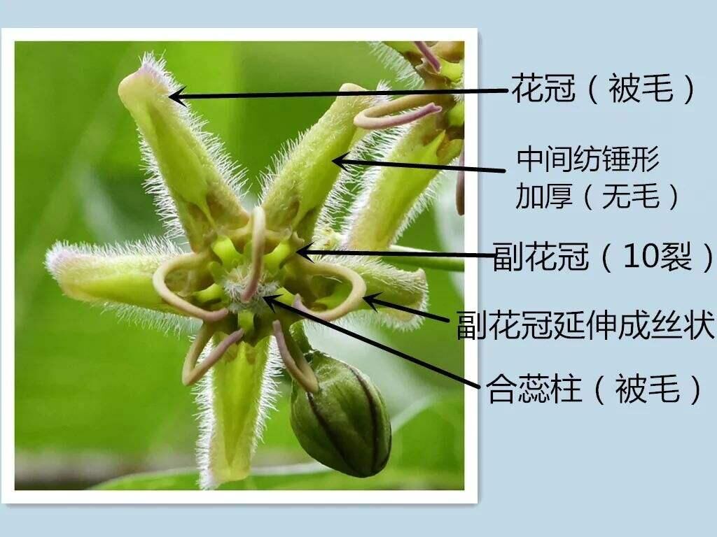 杠柳苗木種子