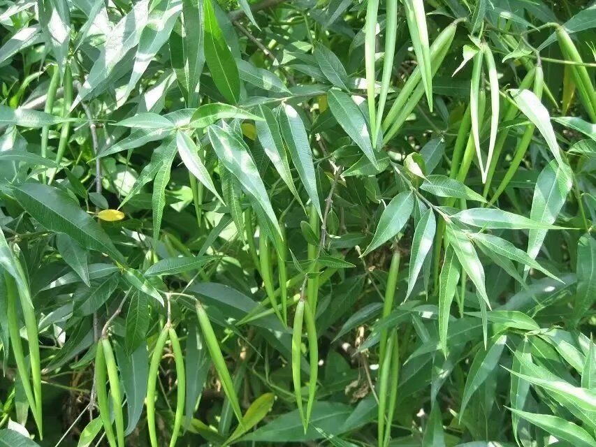 杠柳苗木種子