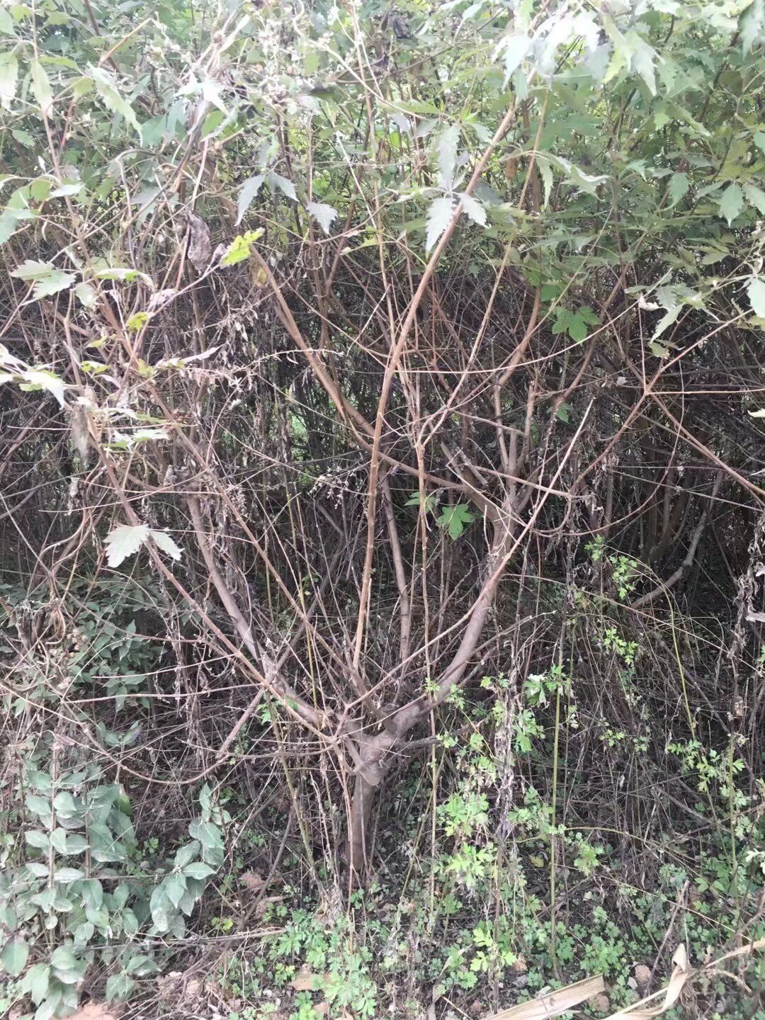 荊條苗木種子