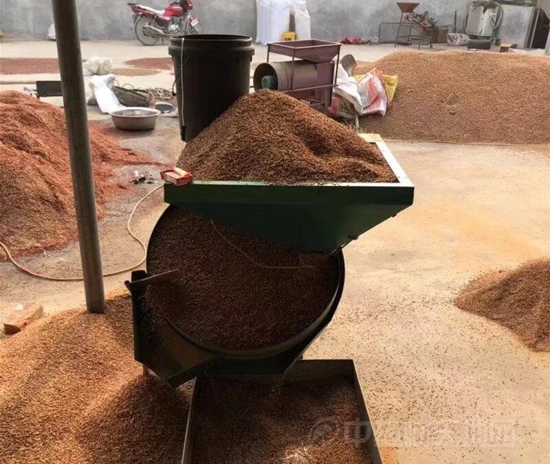 酸棗果實