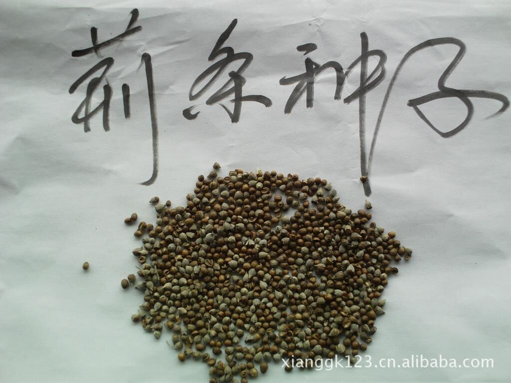 荊條苗木種子