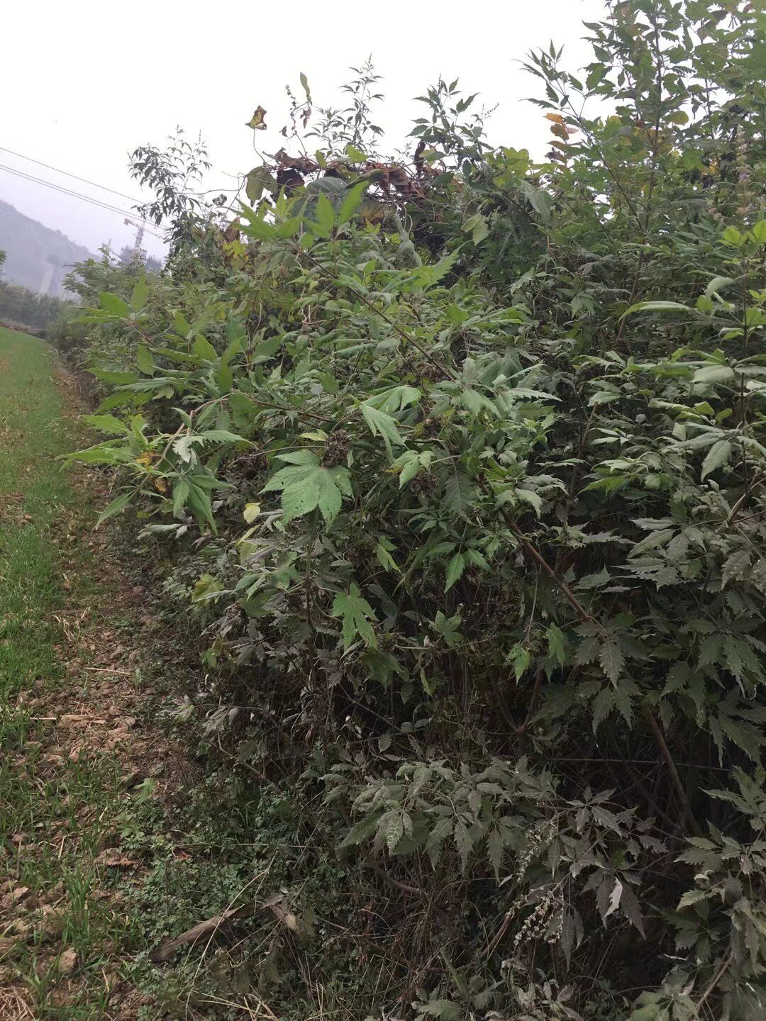 荊條苗木種子