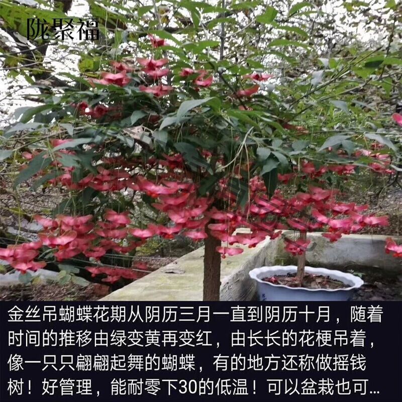 絲棉木苗木
