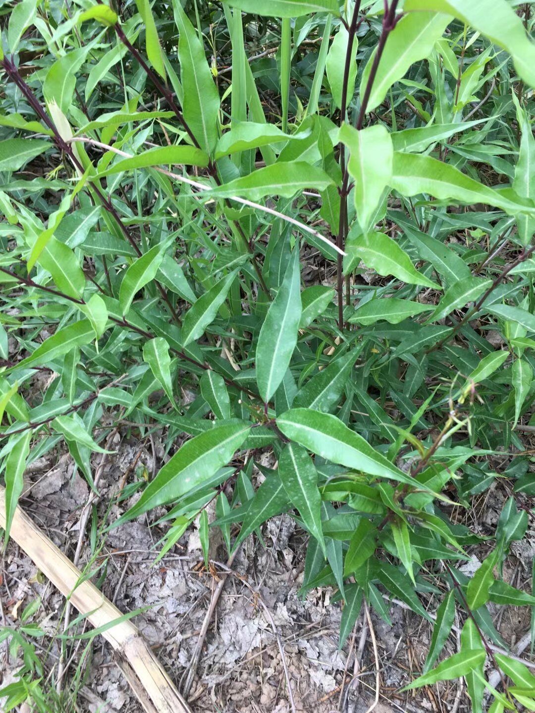 杠柳苗木種子