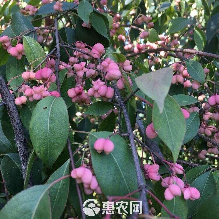 絲棉木苗木