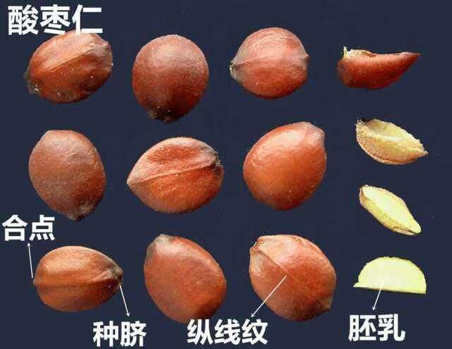 酸棗果實(shí)