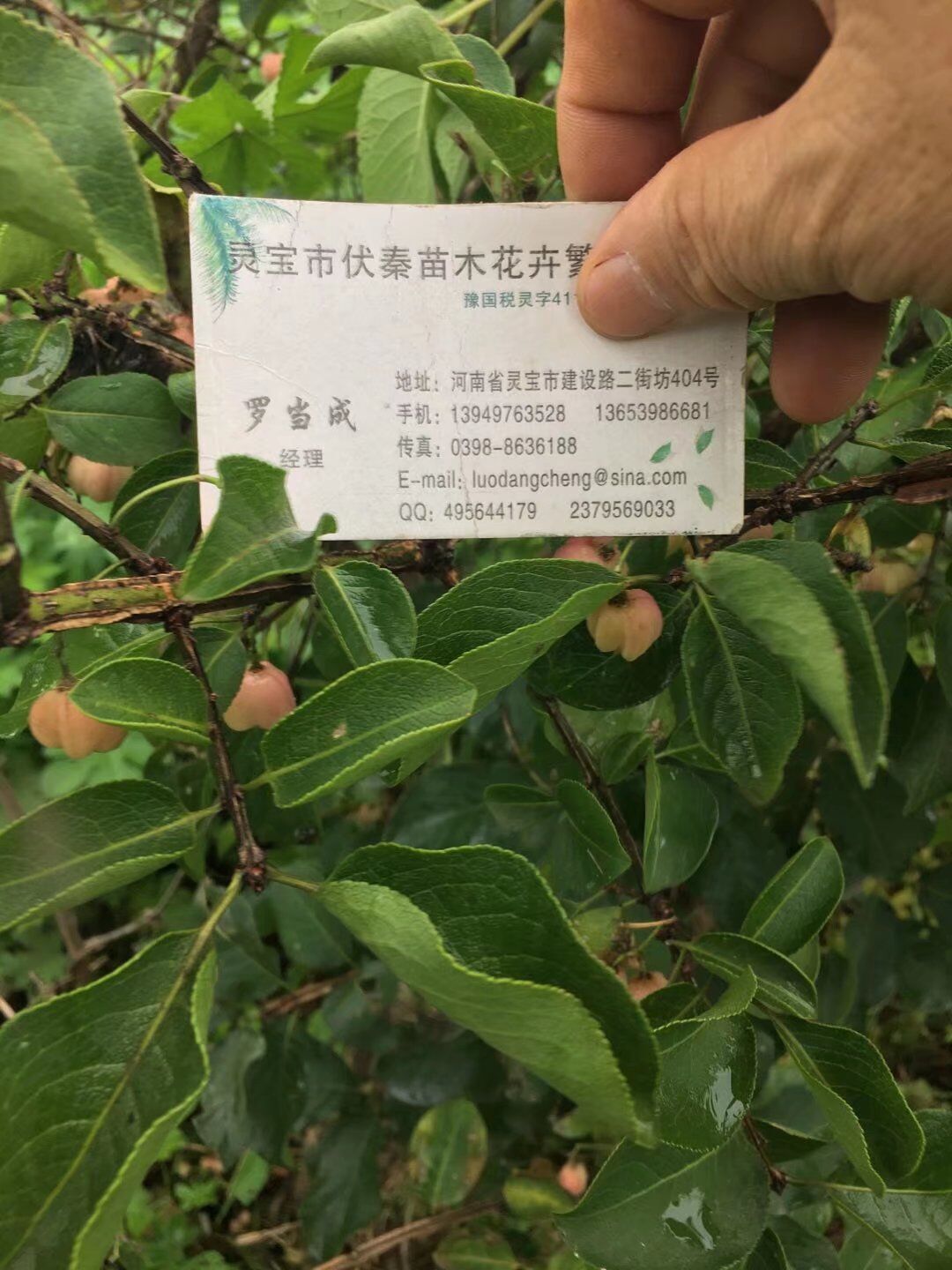 絲棉木苗木