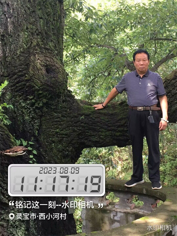 栓皮櫟大樹