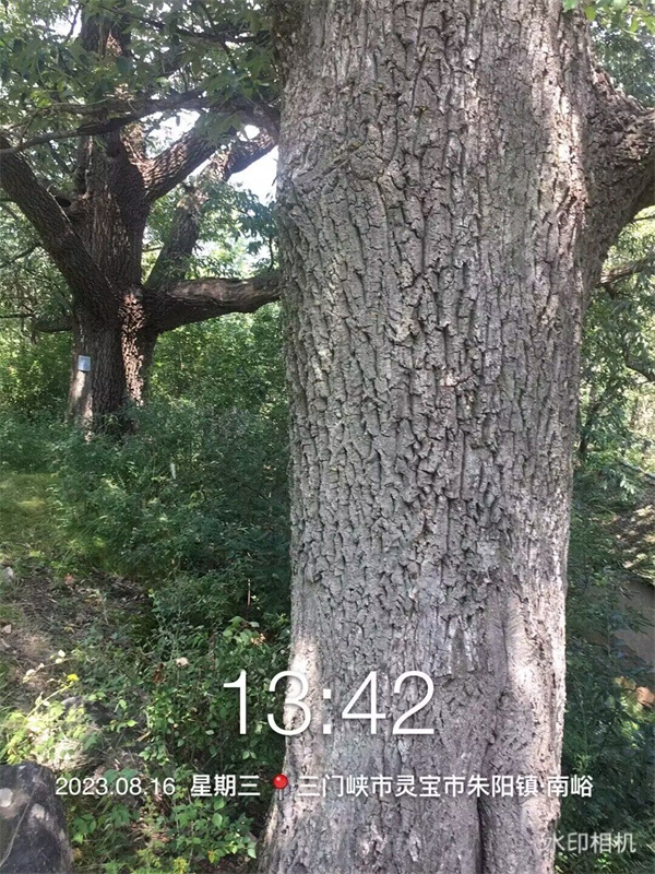 栓皮櫟大樹