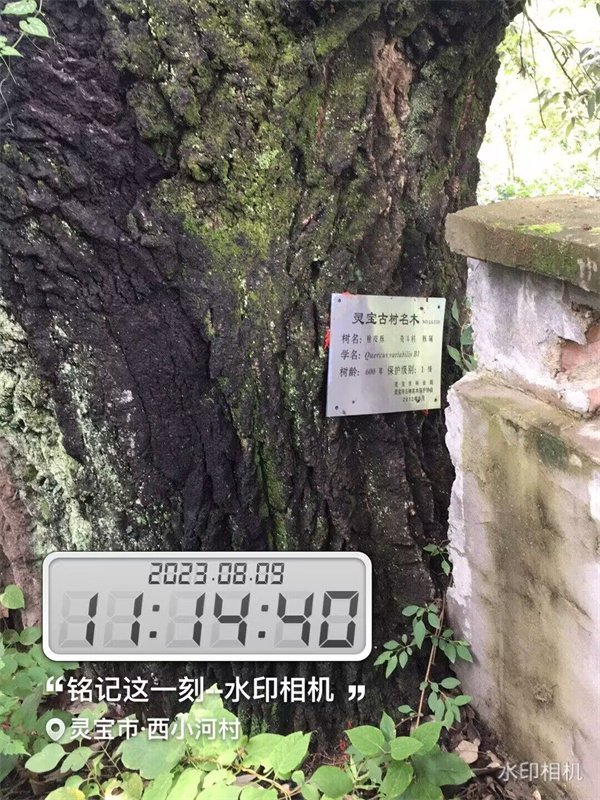 栓皮櫟大樹
