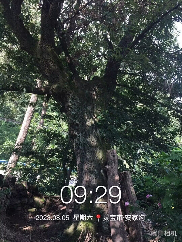 栓皮櫟大樹