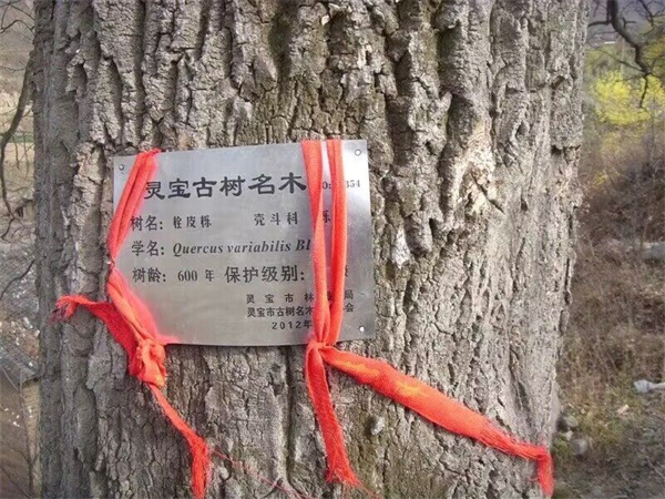 栓皮櫟大樹