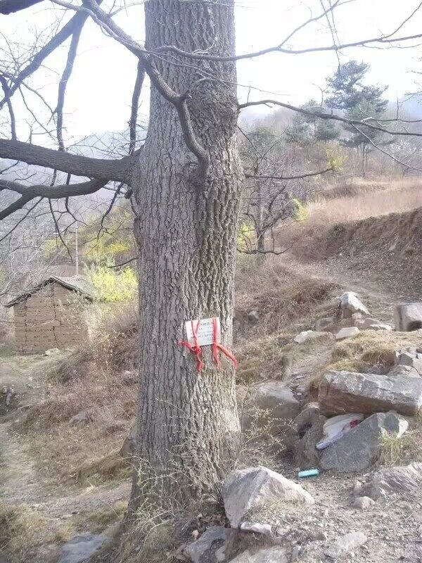 栓皮櫟大樹