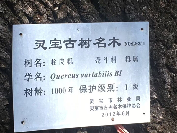 栓皮櫟大樹