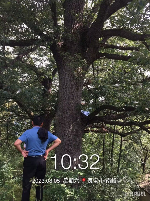 栓皮櫟大樹
