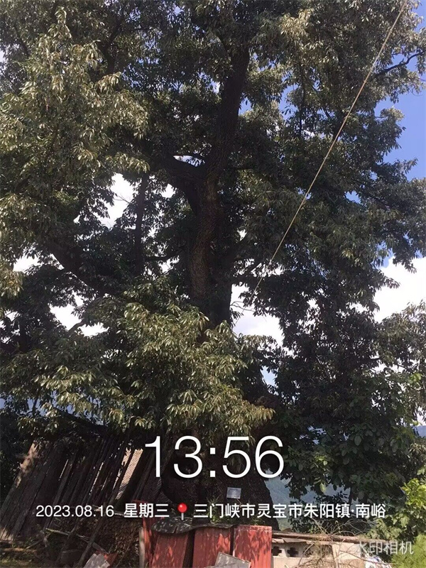 栓皮櫟大樹