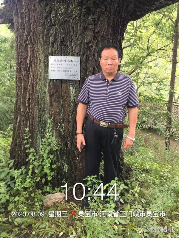 栓皮櫟大樹