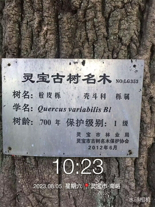 栓皮櫟大樹