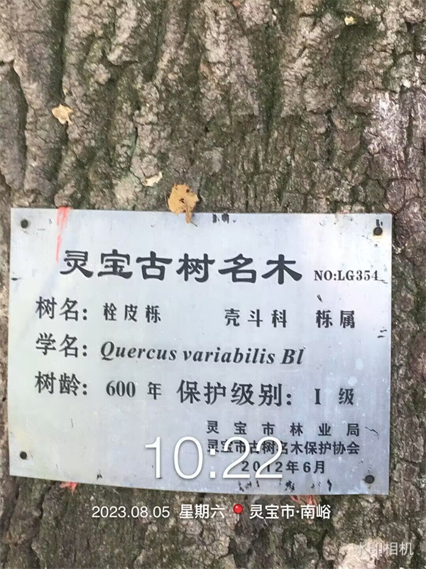 栓皮櫟大樹