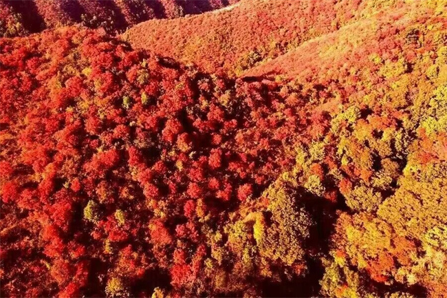 槲櫟樹種子苗木