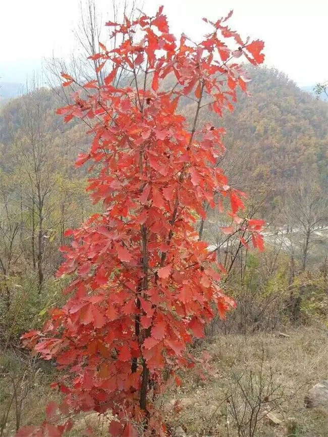 槲櫟樹種子苗木