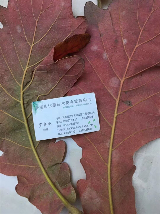 槲櫟樹種子苗木