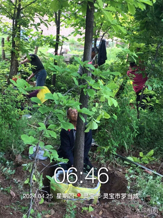 槲櫟樹種子苗木