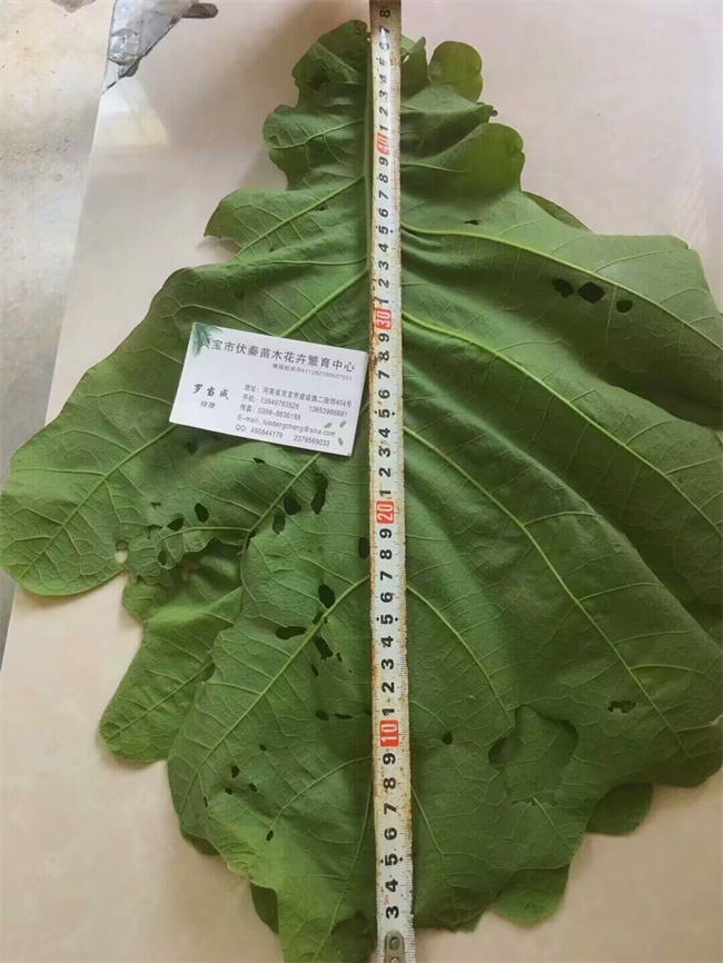 槲櫟樹種子苗木
