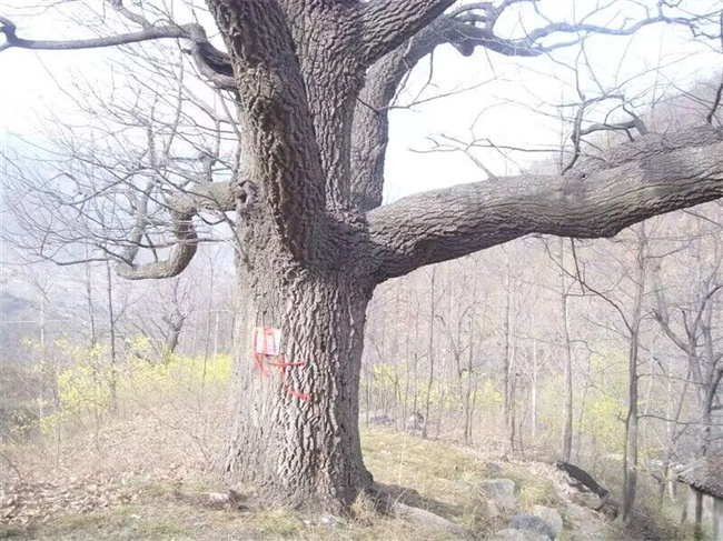 麻櫟樹