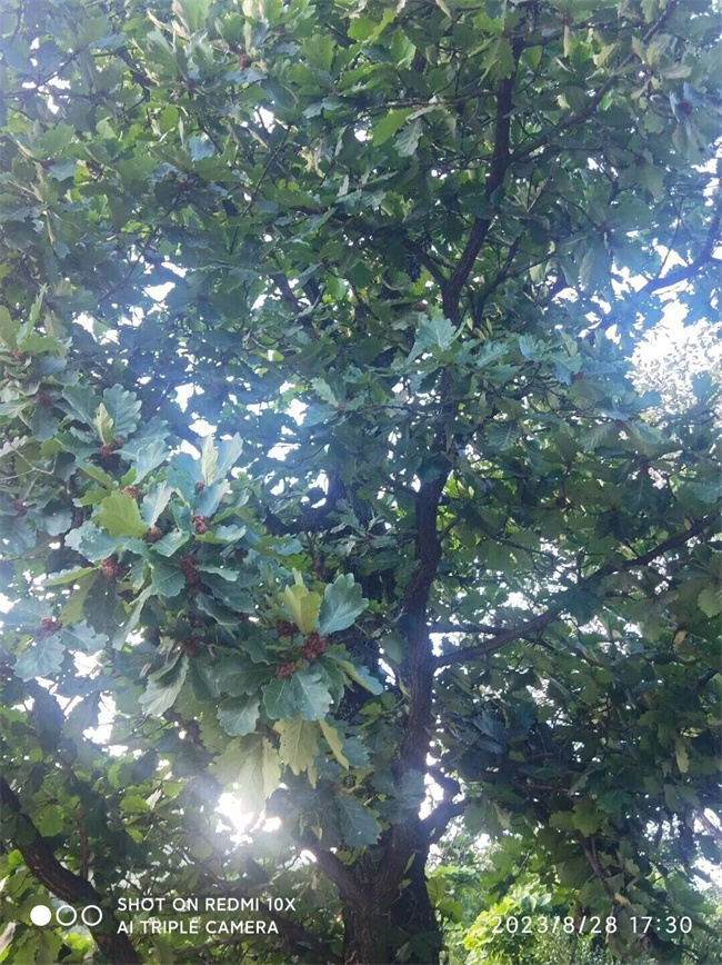 槲櫟樹種子苗木