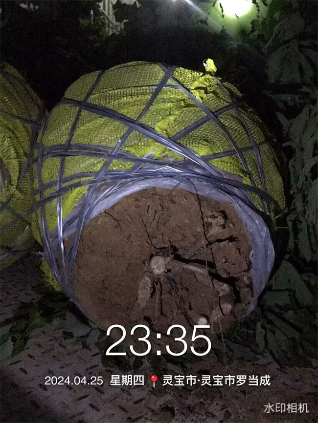 槲櫟樹種子苗木