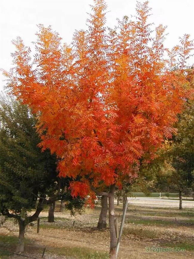 黃連木種子