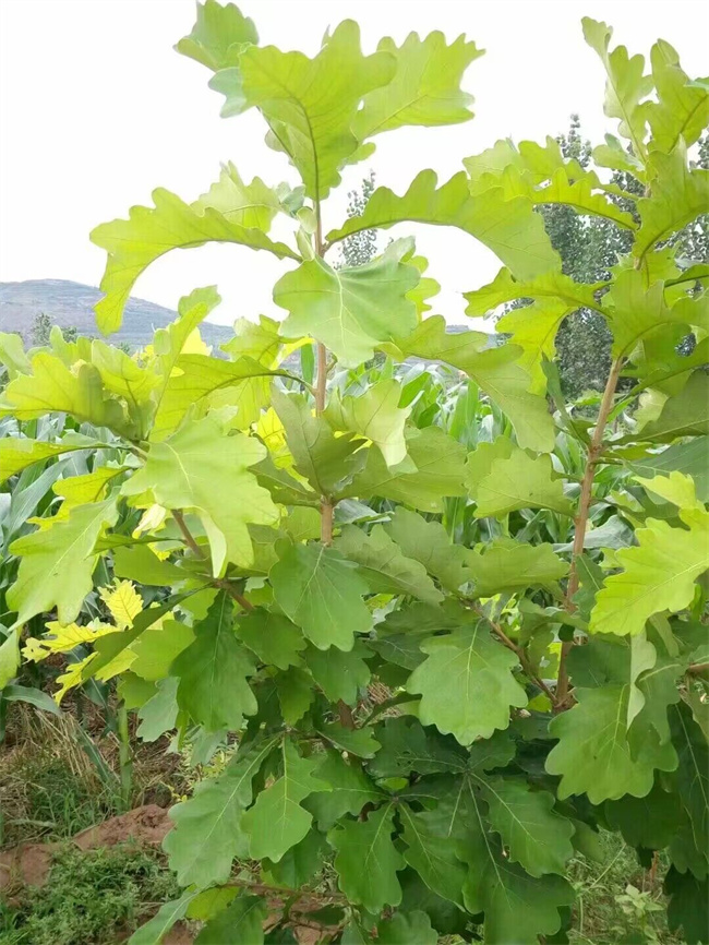 槲櫟樹種子苗木